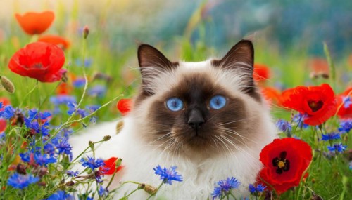 KI generated, animal, animals, mammal, mammals, cat, felidae (Felis catus), a cat lies in a meadow