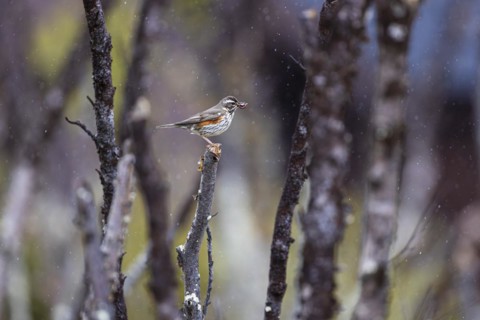 Redwing (Turdus iliacus) in the rain with earthworms in its beak, Varanger, Finnmark, Norway,