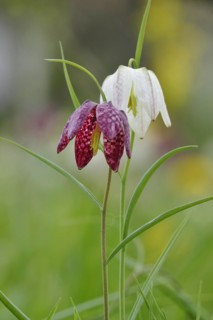 Charming chequerboard flower, spring, Germany, Europe