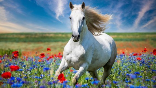 KI generated, A horse, horses, Arabian, in front of a blue sky, thoroughbred Arabian, AV, Arabian