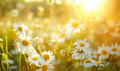 Chamomile field at golden hour, spring nature background AI generated