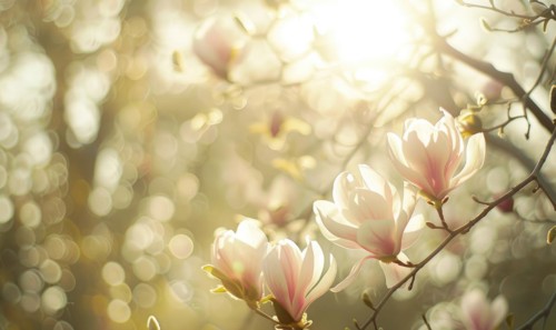 Magnolia blossoms illuminated by soft sunlight filtering through the trees AI generated