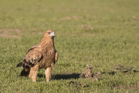 Juvenile Iberian Eagle, Spanish Imperial Eagle (Aquila adalberti) and european magpie (Pica pica),