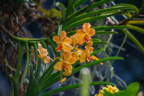 Jardin Botaniqu de Deshaies, botanical garden with flora and fauna in Guadeloupe, Caribbean, French