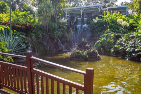 Jardin Botaniqu de Deshaies, botanical garden with flora and fauna in Guadeloupe, Caribbean, French