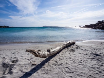 Tree trunk on a lonely beach, Capriccioli beach, Costa Smeralda, Sardinia, Italy, Europe