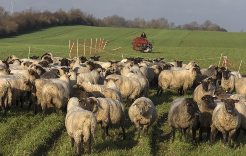 Black-headed domestic sheep (Ovis gmelini aries) waiting in the pen for the new pasture, behind