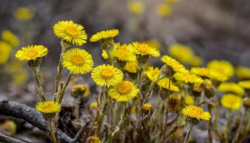 Yellow flowers grow between dry woods, medicinal plant coltsfoot, Tussilago farfara, KI generated,