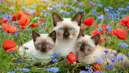 KI generated, animal, animals, mammal, mammals, cat, felidae (Felis catus), a cat and two kittens