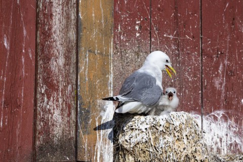 Kittiwake (Rissa tridactyla) with chicks panting on nest on house facade, Vardo, Varanger,