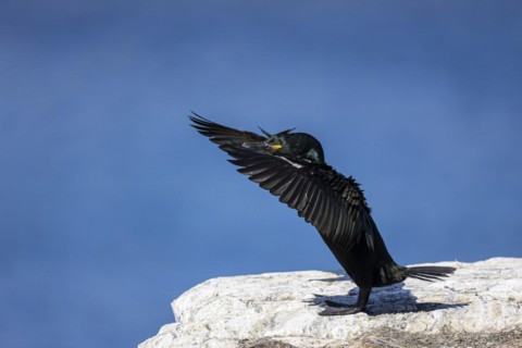 Common shag (Phalacrocorax aristotelis) flapping its wings, Hornoya Island, Vardo, Varanger,