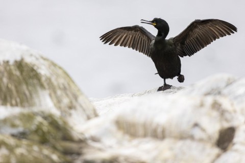 Common shag (Phalacrocorax aristotelis) drying its feathers, Hornoya Island, Vardo, Varanger,