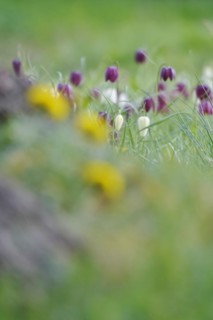 Charming chequerboard flower, spring, Germany, Europe