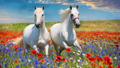 KI generated, A horse, horses, Arabian, in front of a blue sky, thoroughbred Arabian, AV, Arabian