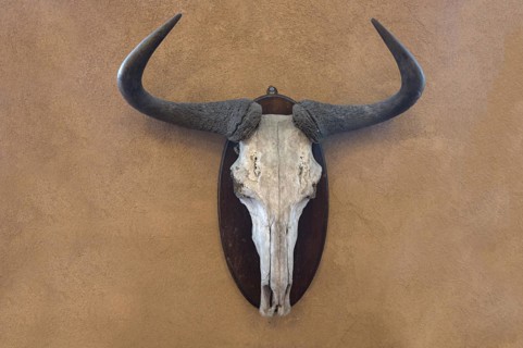Hunting trophy of a wildebeest skull on a wall, shot in 1912 in the former German South West