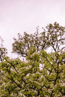 Branches of a pear tree (Pyrus communis) with white blossoms, Neubeuern, Germany, Europe