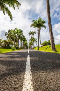 The famous palm avenue l'Allee Dumanoir. Landscape shot from the centre of the street into the