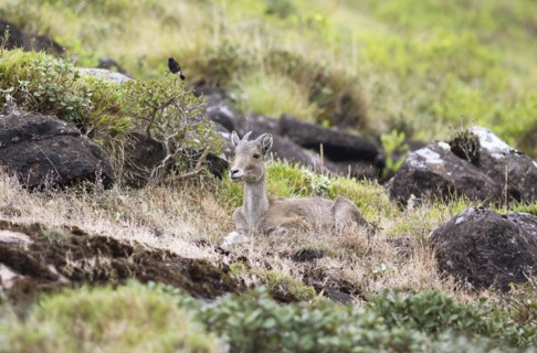Nilgiri tahr (Nilgiritragus hylocrius, until 2005 Hemitragus hylocrius) or endemic goat species in