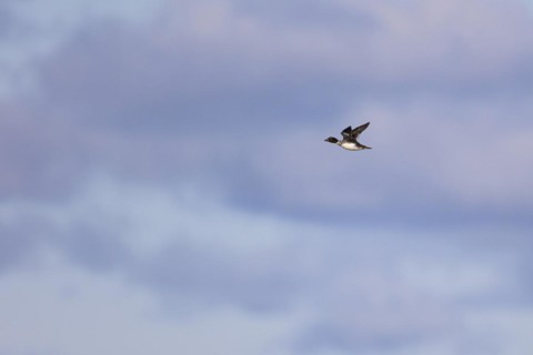 Common goldeneye (Bucephala clangula), female in flight, Laanemaa, Estonia, Europe