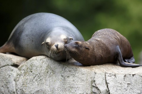 California sea lion (Zalophus californianus), An adult sea lion and a juvenile showing love and