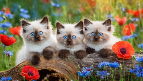 KI generated, animal, animals, mammal, mammals, cat, felidae (Felis catus), three cats resting on a