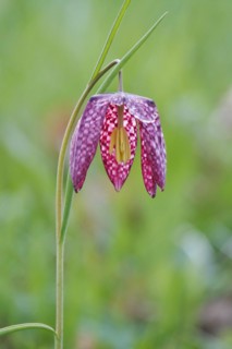 Charming chequerboard flower, spring, Germany, Europe