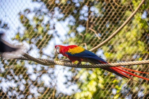 Portrait of a parrot. Beautiful shot of the animals in the forest on Guadeloupe, Caribbean, French