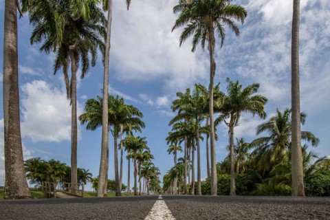 The famous palm avenue l'Allee Dumanoir. Landscape shot from the centre of the street into the