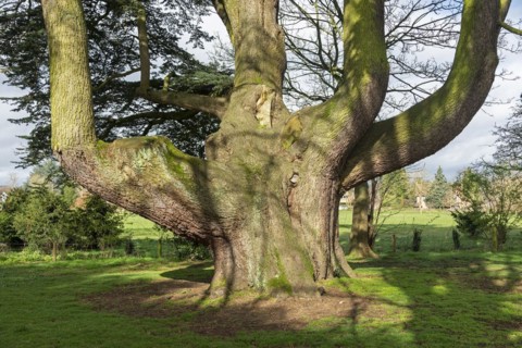 Large tree in the garden of the youth hostel, Tiddington, Stratford upon Avon, England, Great