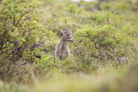 Nilgiri tahr (Nilgiritragus hylocrius, until 2005 Hemitragus hylocrius) or endemic goat species in