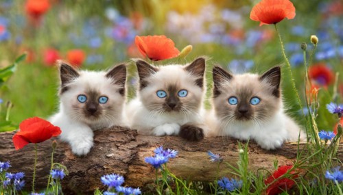 KI generated, animal, animals, mammal, mammals, cat, felidae (Felis catus), three cats resting on a