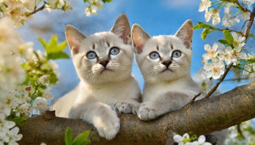 KI generated, animal, animals, mammal, mammals, cat, felidae (Felis catus), two kittens resting in