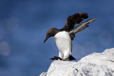 Common guillemot (Uria aalge) hopping on white rock, Hornoya Island, Vardo, Varanger, Finnmark,