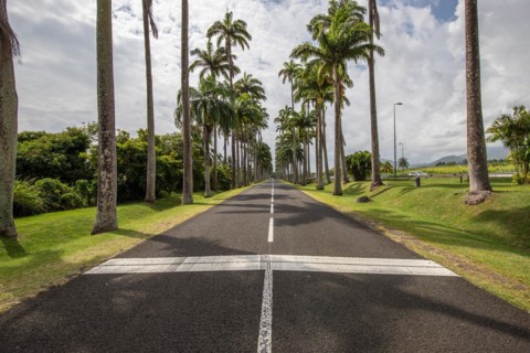 The famous palm avenue l'Allee Dumanoir. Landscape shot from the centre of the street into the