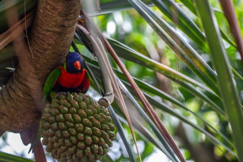 Portrait of a loris, parrot. Beautiful shot of the animals in the forest on Guadeloupe, Caribbean,