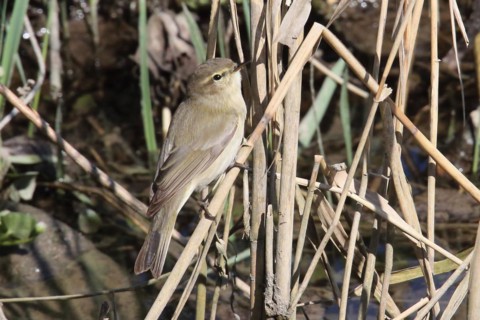 Willow Warbler sitting on a reed stalk, looking right