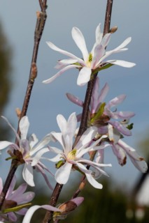 Tulip magnolia branches with five open pink flowers next to each other against a blue sky