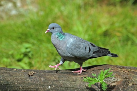 Stock Dove (Columba oenas)