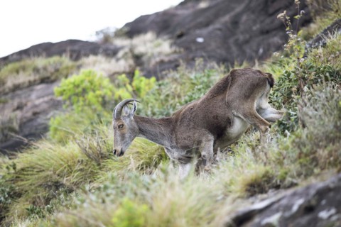 Nilgiri tahr (Nilgiritragus hylocrius, until 2005 Hemitragus hylocrius) or endemic goat species in