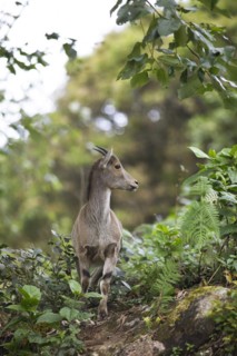 Nilgiri tahr (Nilgiritragus hylocrius, until 2005 Hemitragus hylocrius) or endemic goat species in