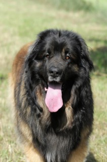 Leonberger dog, portrait of an attentive dog with thick fur in the sunlight, Leonberger dog,
