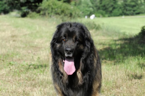 Leonberger Hund, A black and brown dog looks into the distance, surrounded by green nature,