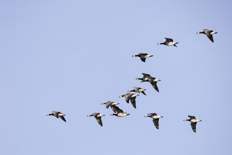 Barnacle goose (Branta leucopsis), small flock in flight, Laanemaa, Estonia, Europe