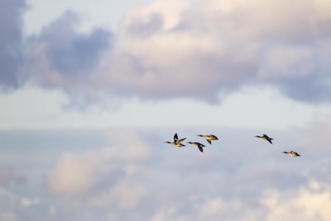 Red-breasted Merganser (Mergus serrator), small flock in flight, Laanemaa, Estonia, Europe