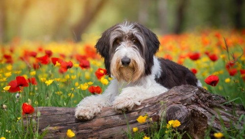 Ai generated, animal, animals, mammal, mammals, a, single animal, bobtail, (Canis lupus