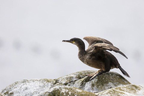 Common shag (Phalacrocorax aristotelis), juvenile bird ducking in front of take-off, Hornoya