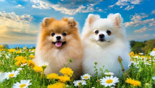 KI generated, animal, animals, mammal, mammals, a, single animal, dwarf spitz, Spitz, (Canis lupus