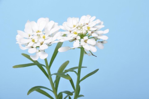 Iberis sempervirens in flower