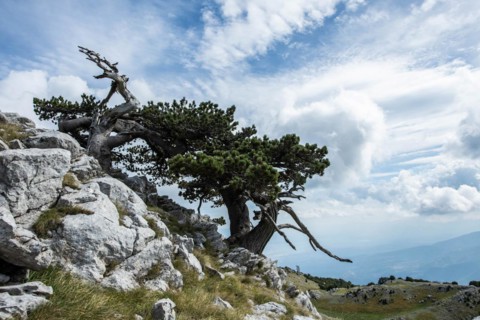 Pollino national park, Pinus heldreichii, italy