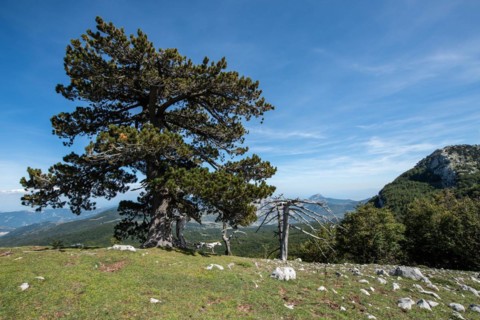Pollino national park, Pinus heldreichii, italy